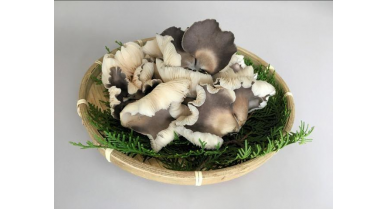 行業(yè)動態(tài)